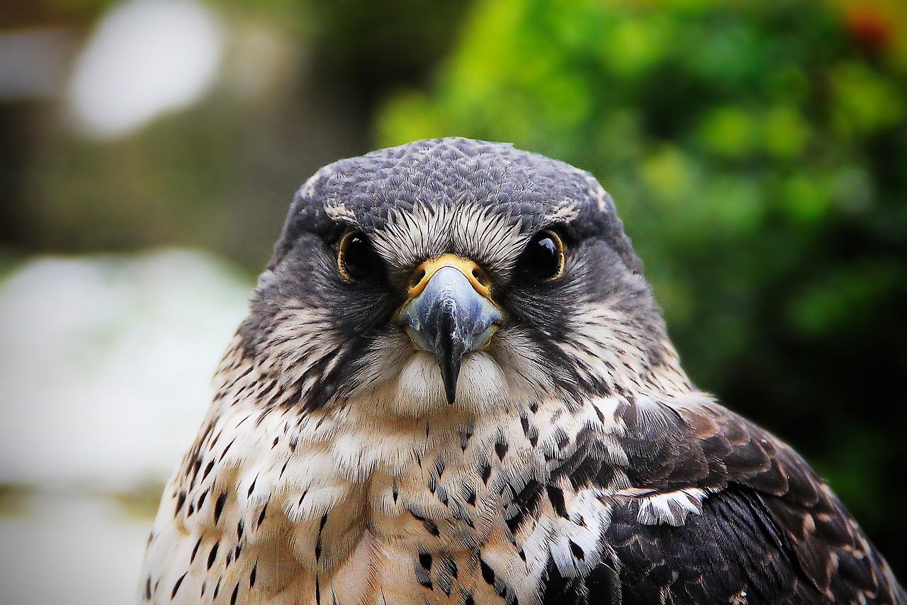 hawk falcon bird free photo