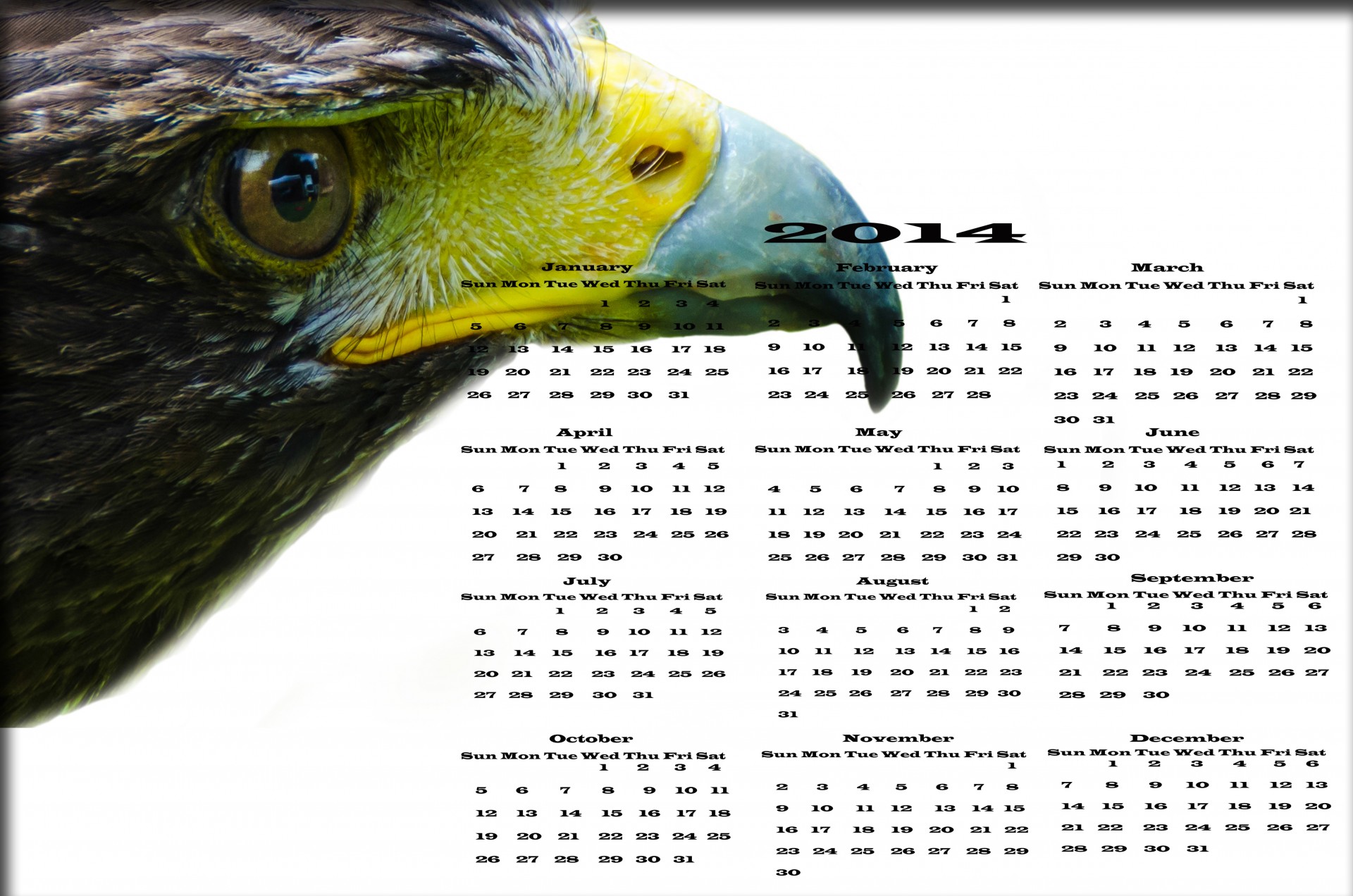 2014 hawk bird free photo