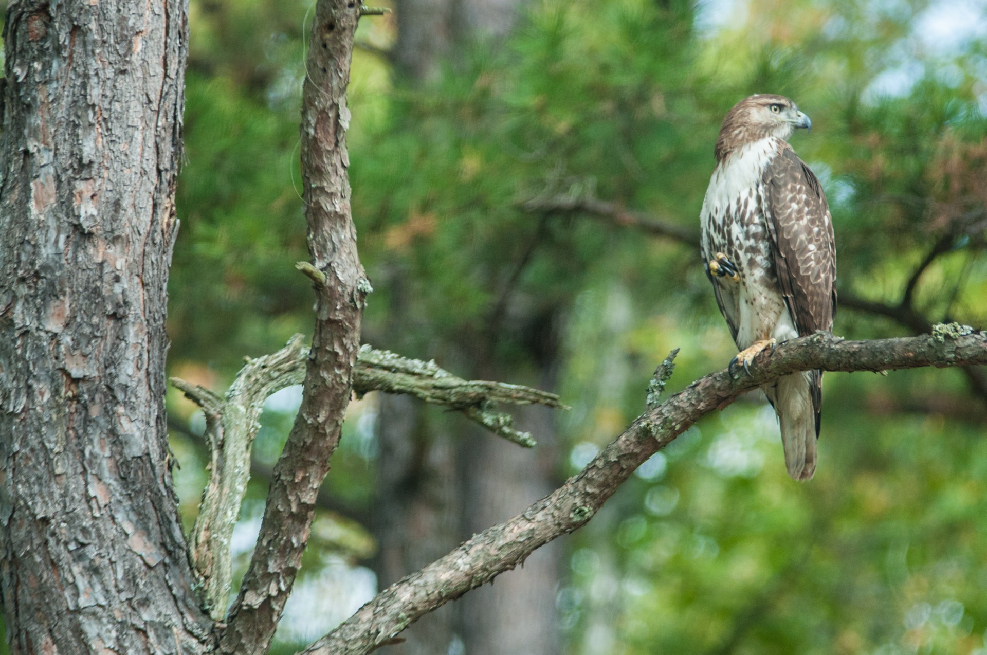 hawk tree raptor free photo