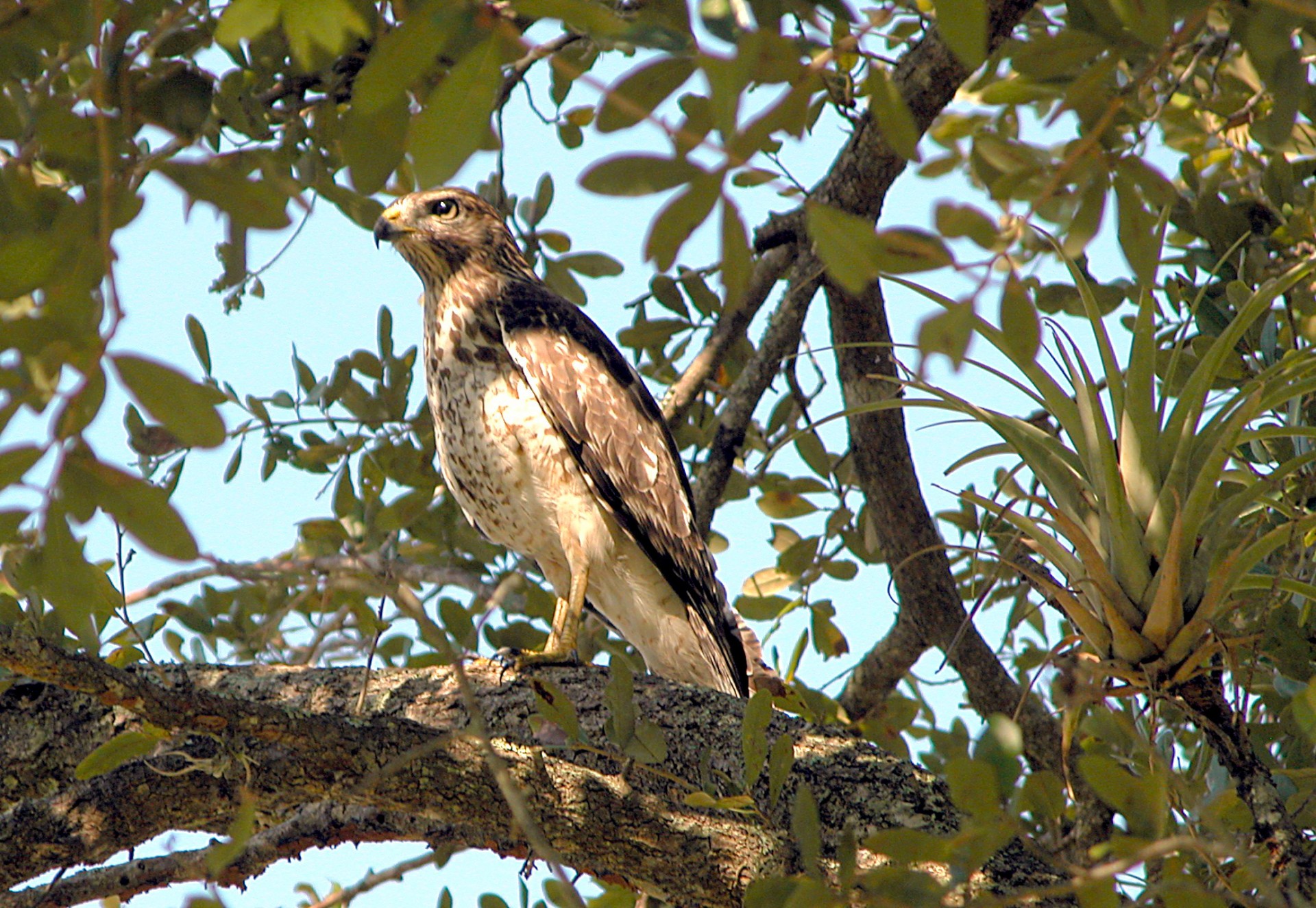 bird hawk raptor free photo