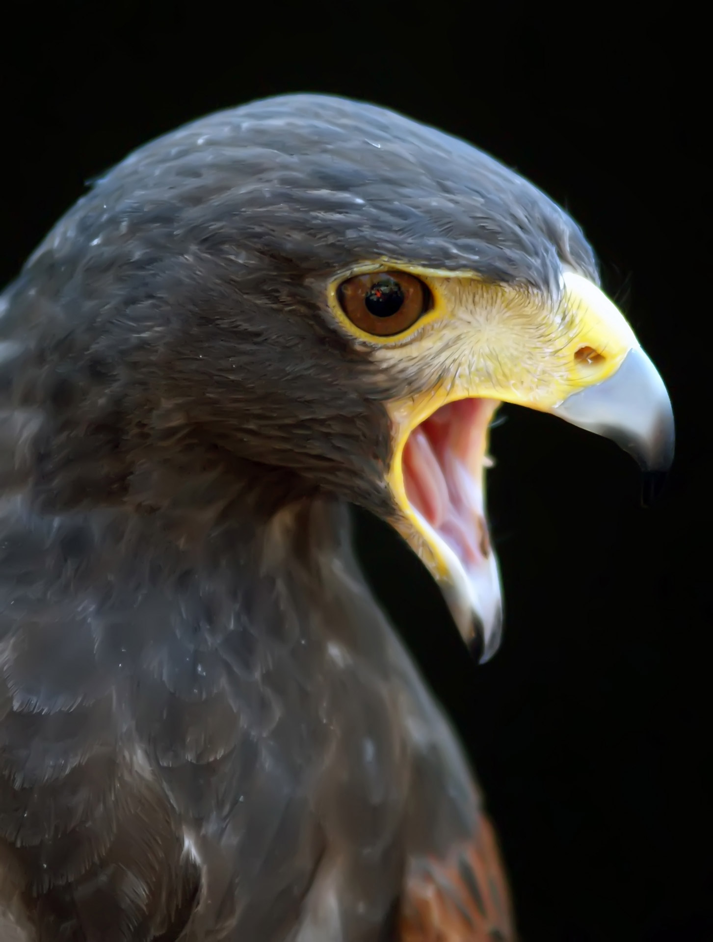 animal harris hawk free photo