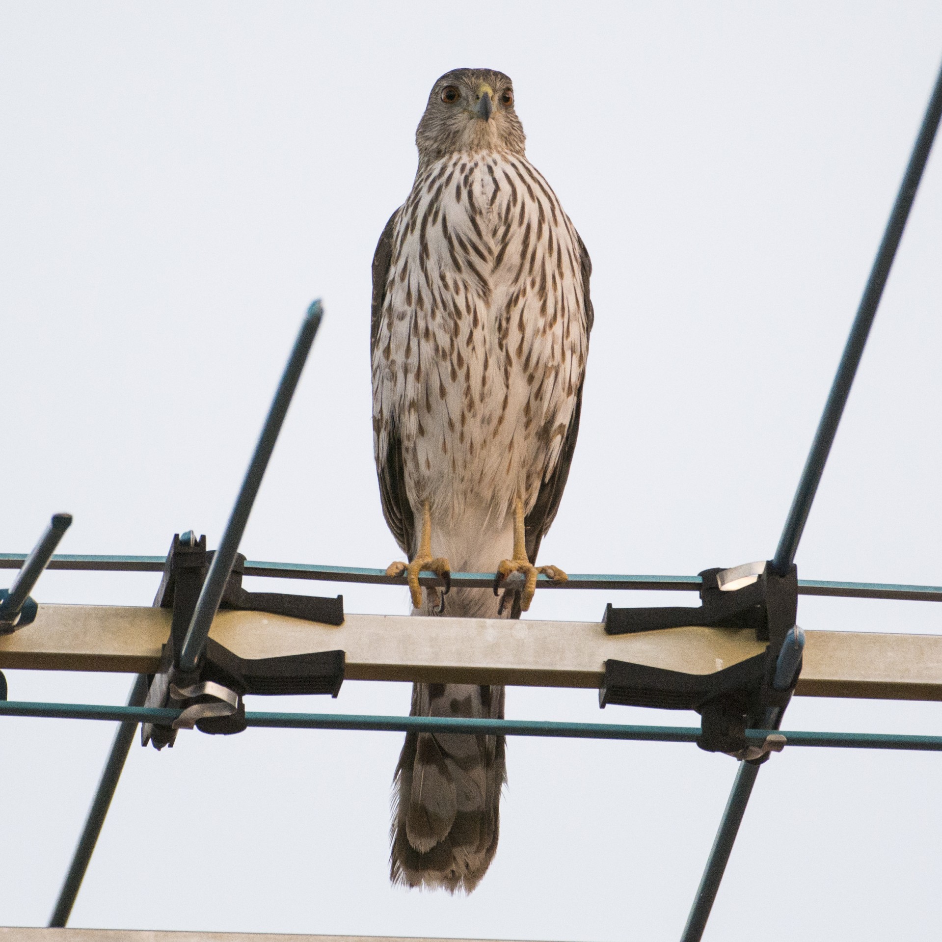 hawk sitting bird free photo