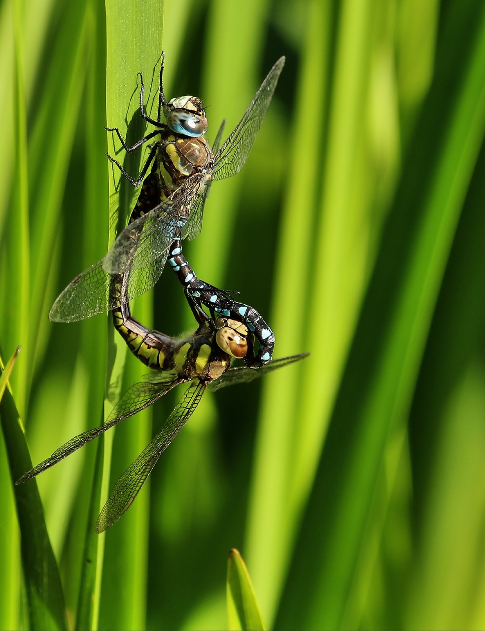 hawker  dragonflies  insect free photo
