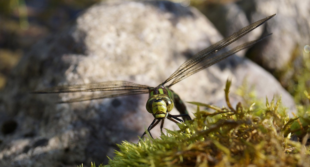 hawker dragonfly insect free photo
