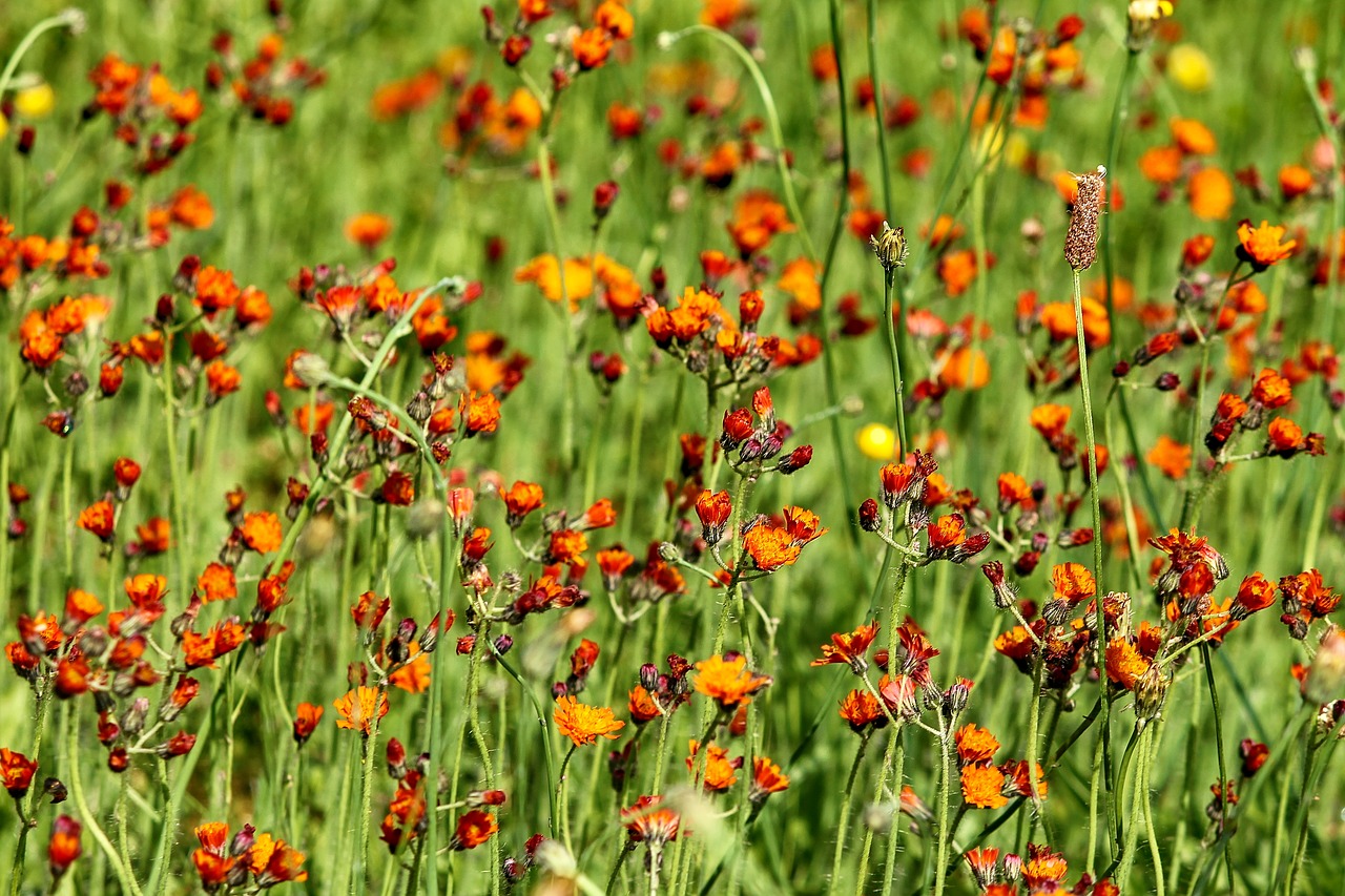 hawkweed  flower meadow  pilosella aurantiaca free photo