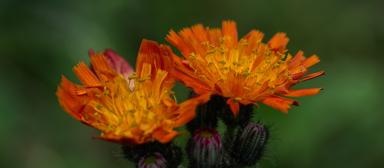 hawkweed  blossom  bloom free photo