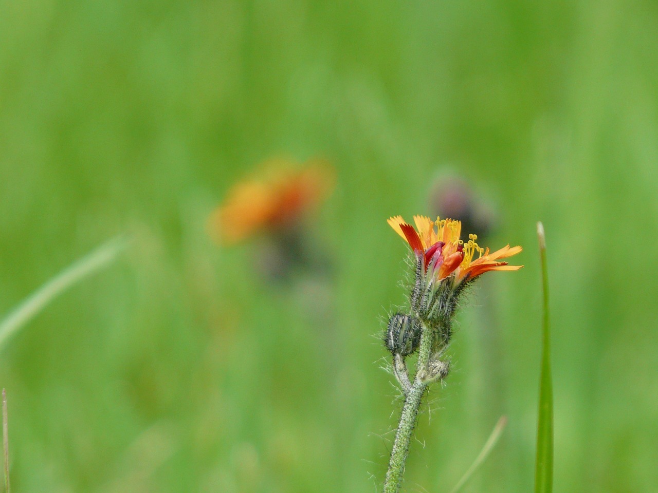 hawkweed garden weeds free photo