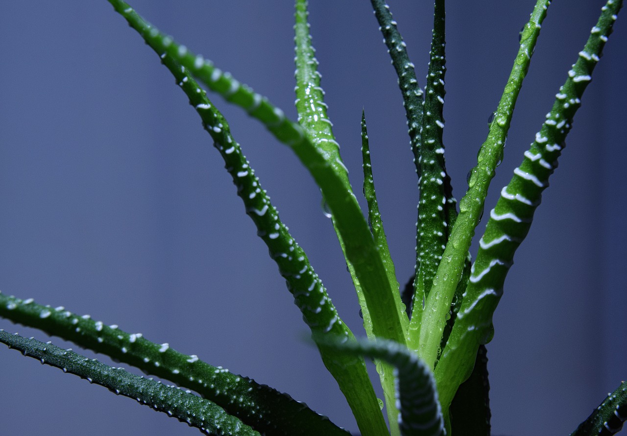 haworthia houseplant haworthia fasciata plant free photo