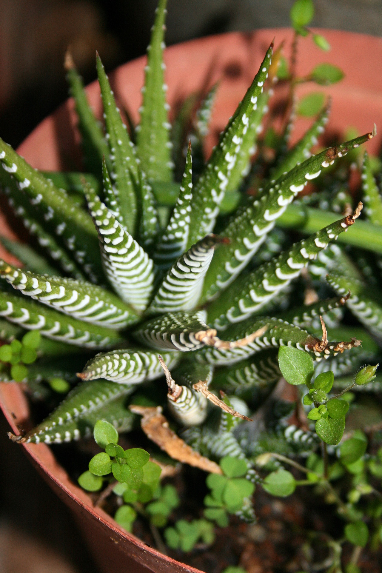 succulent green spiky free photo
