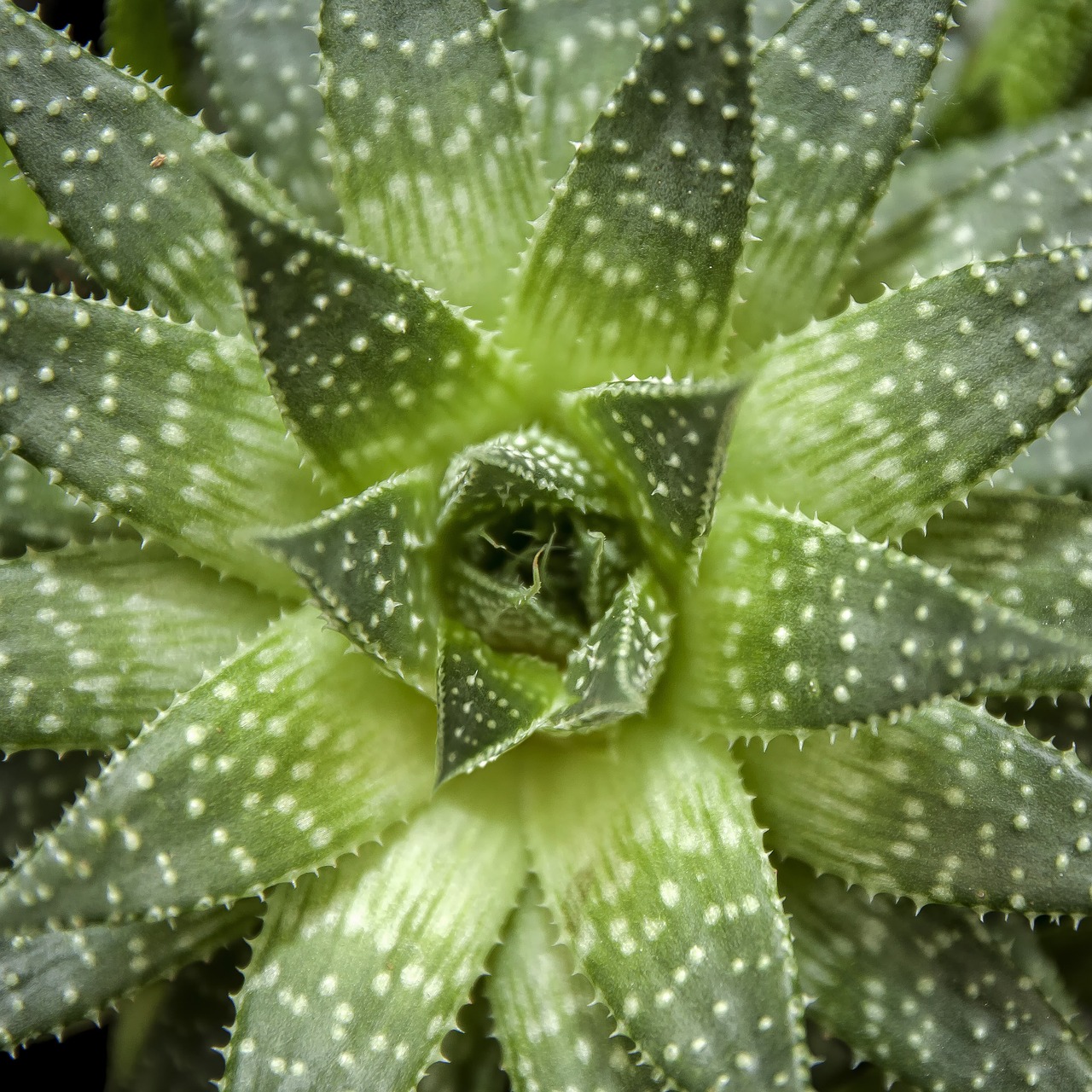 hawortia succulente agave free photo