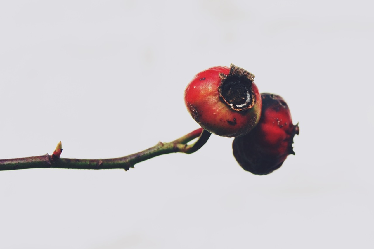 hawthorn plant bush free photo