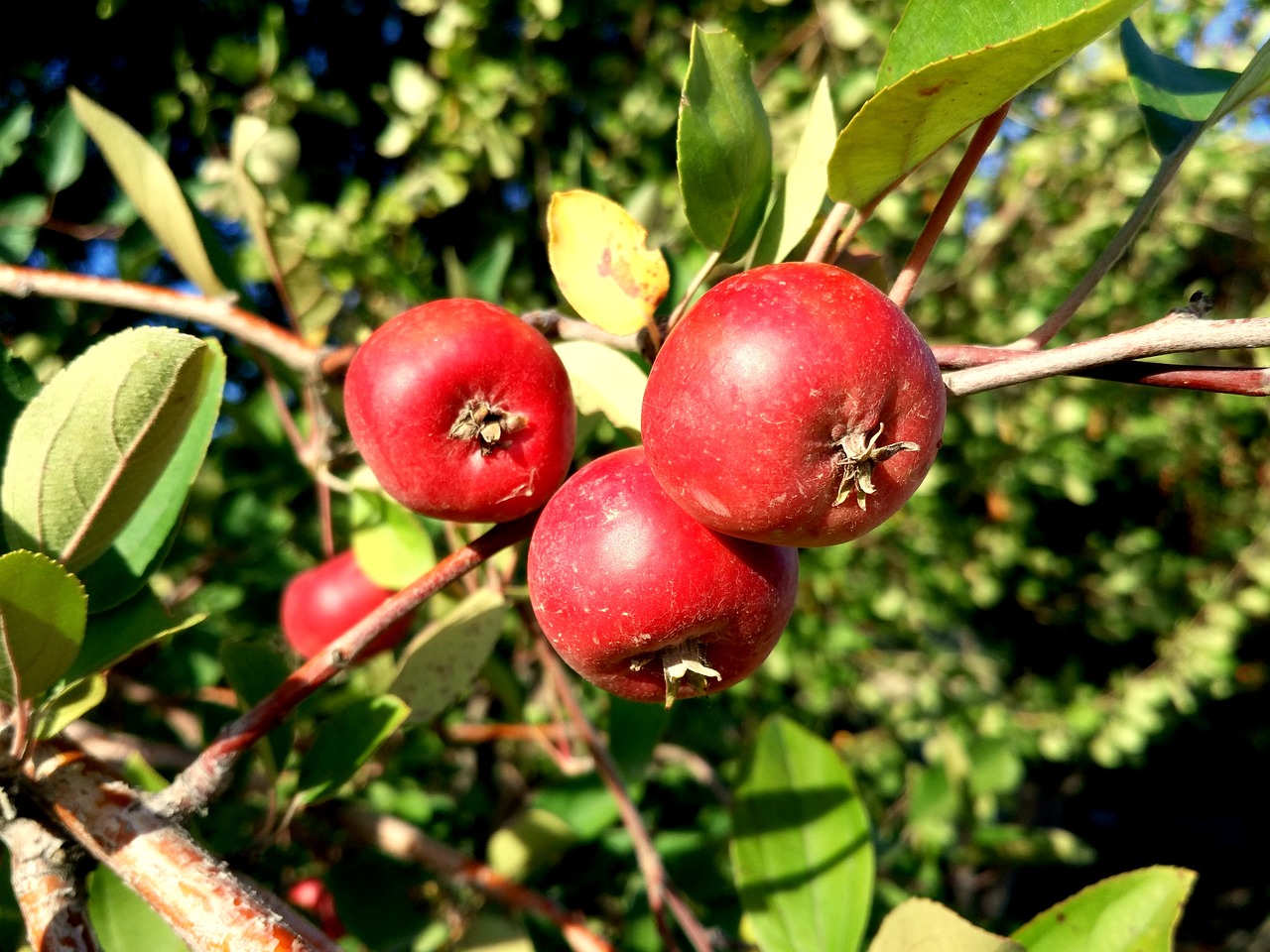 hawthorn wild fruits tree free photo
