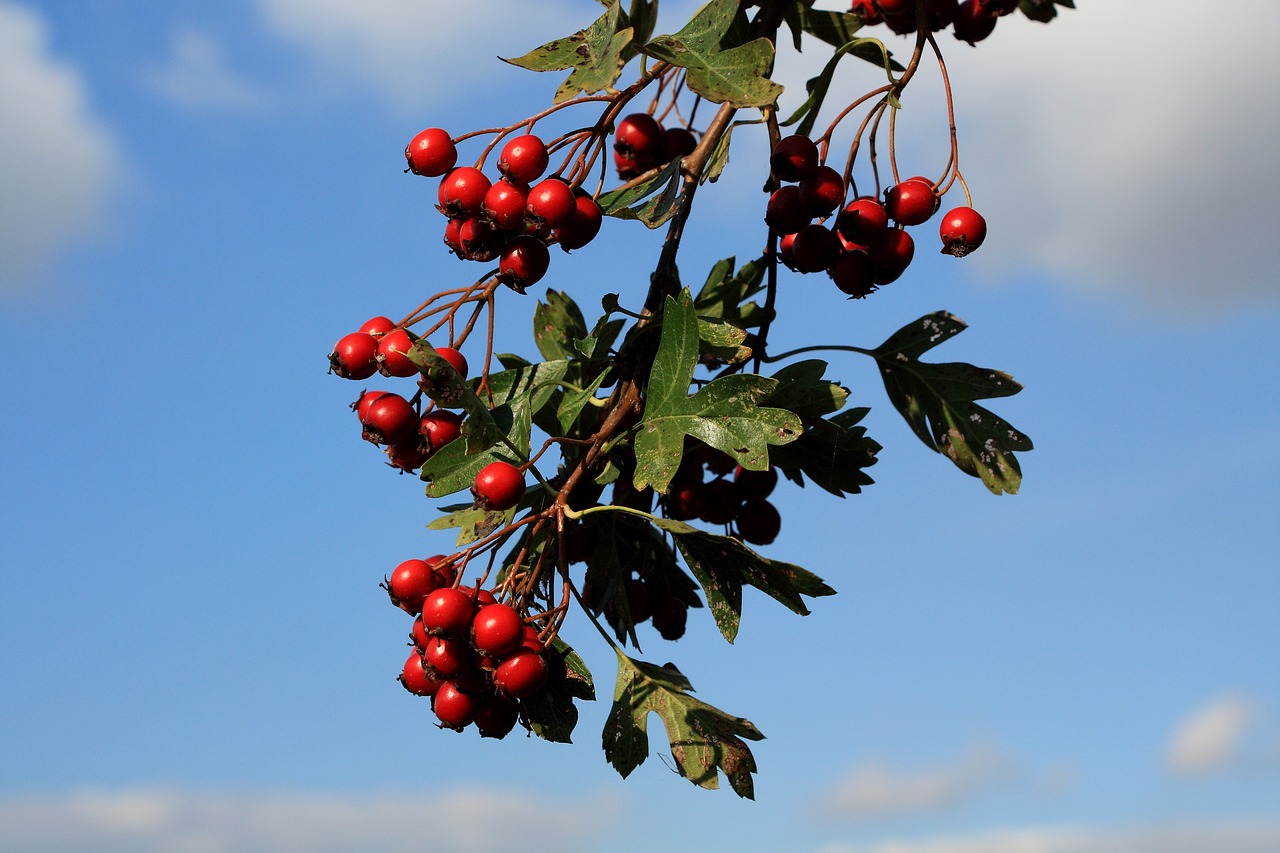 hawthorn berries red free photo