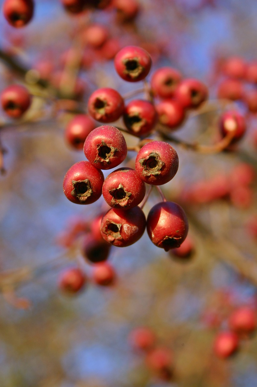 hawthorn fruits red free photo