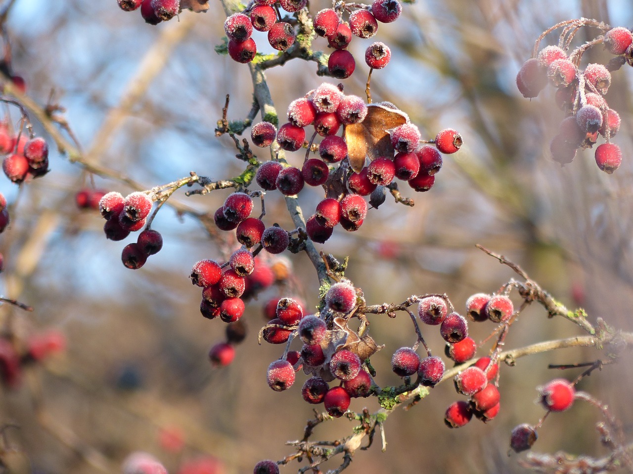 hawthorn frost nature free photo