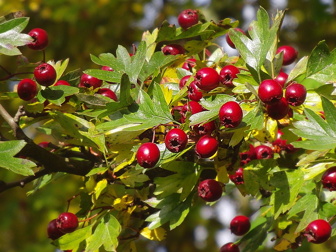 hawthorn hawthorn berries berry red free photo