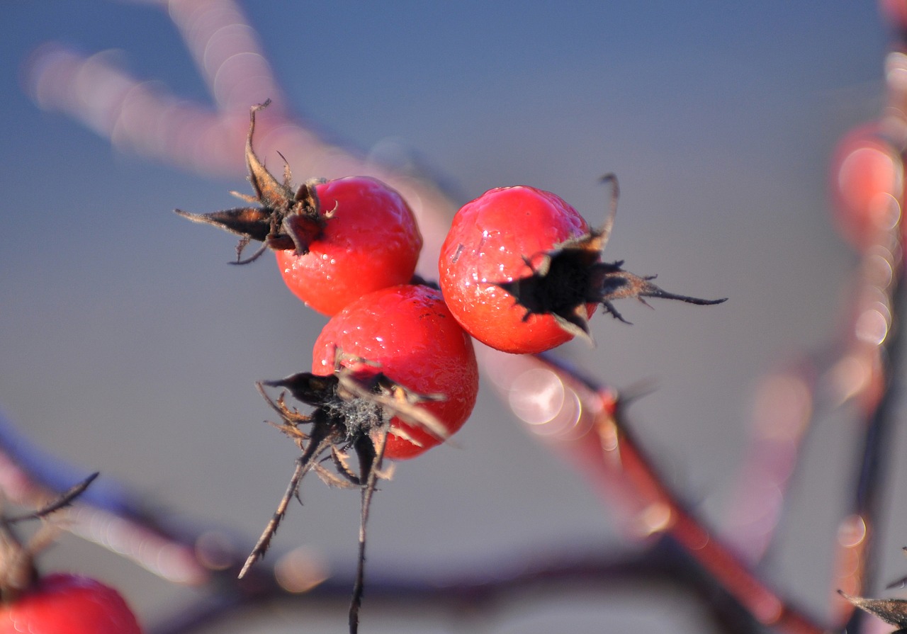 hawthorn berry red free photo