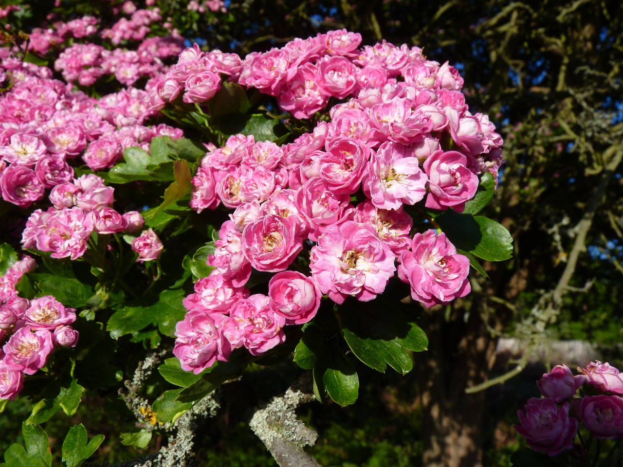 hawthorn blossom bloom free photo