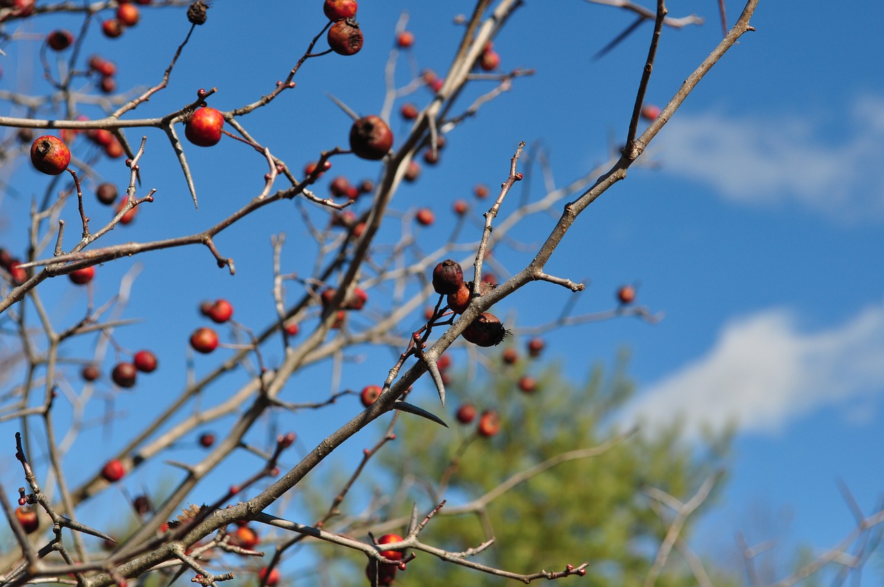 hawthorn fall trees free photo