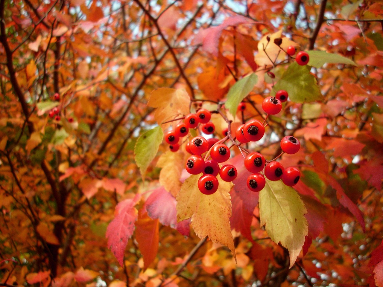 hawthorn berries red free photo