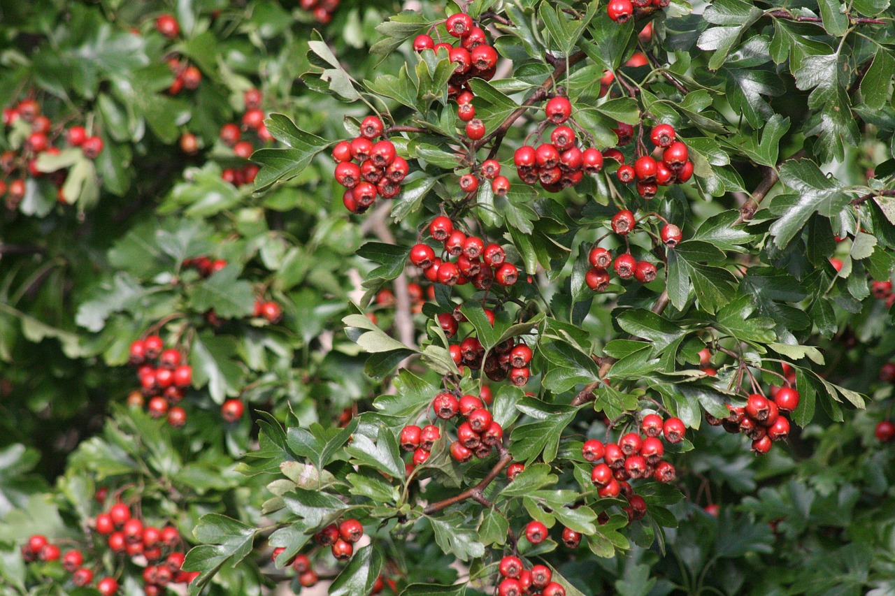 hawthorn red fruits free photo