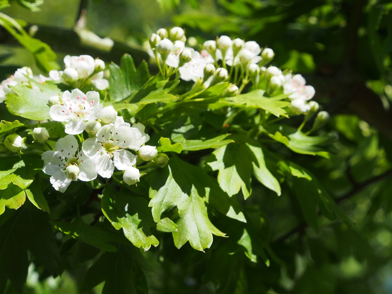 hawthorn  blossom  nature free photo