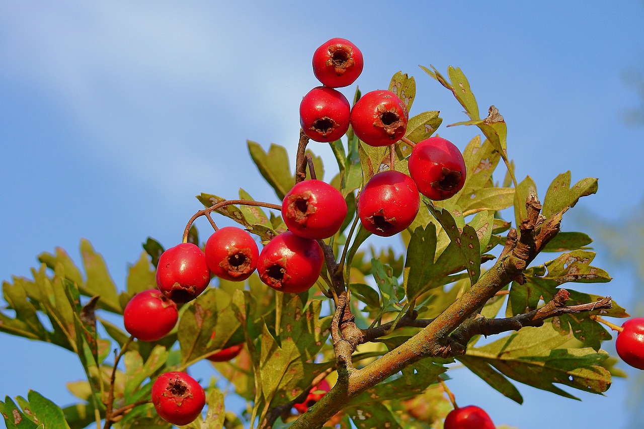 hawthorn  plant  bush free photo