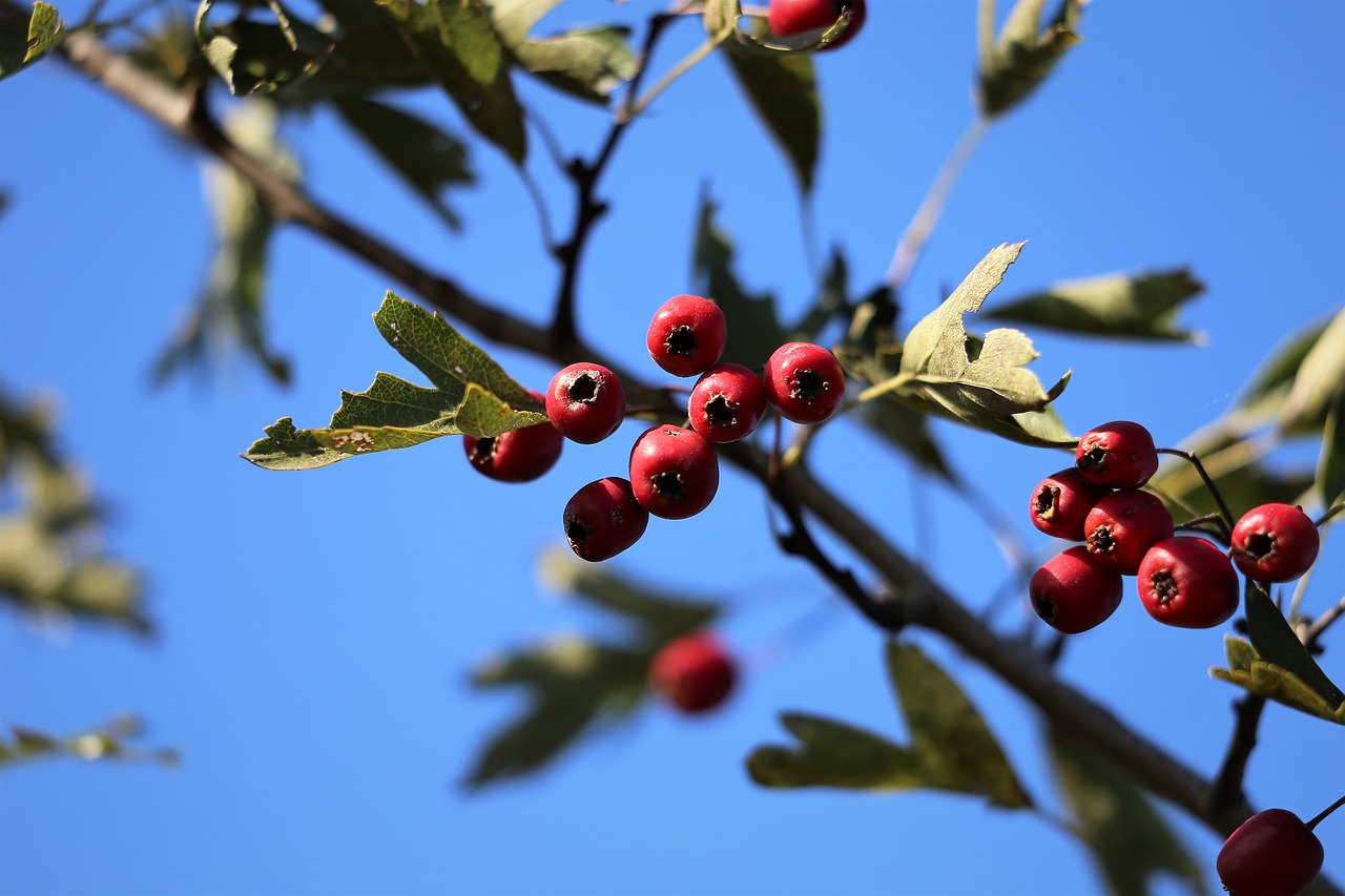 hawthorn  red  berries free photo