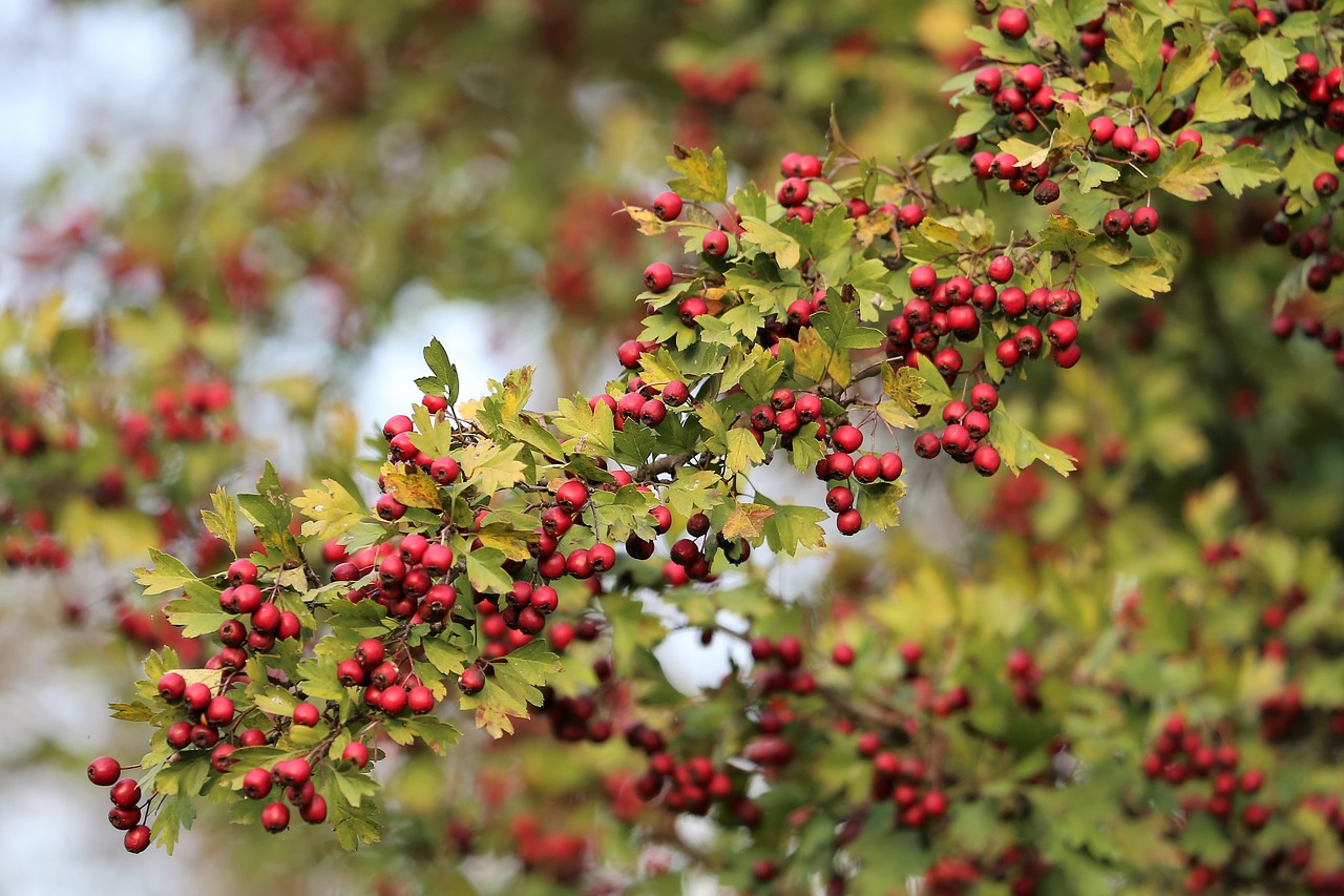 hawthorn  berries  tree free photo