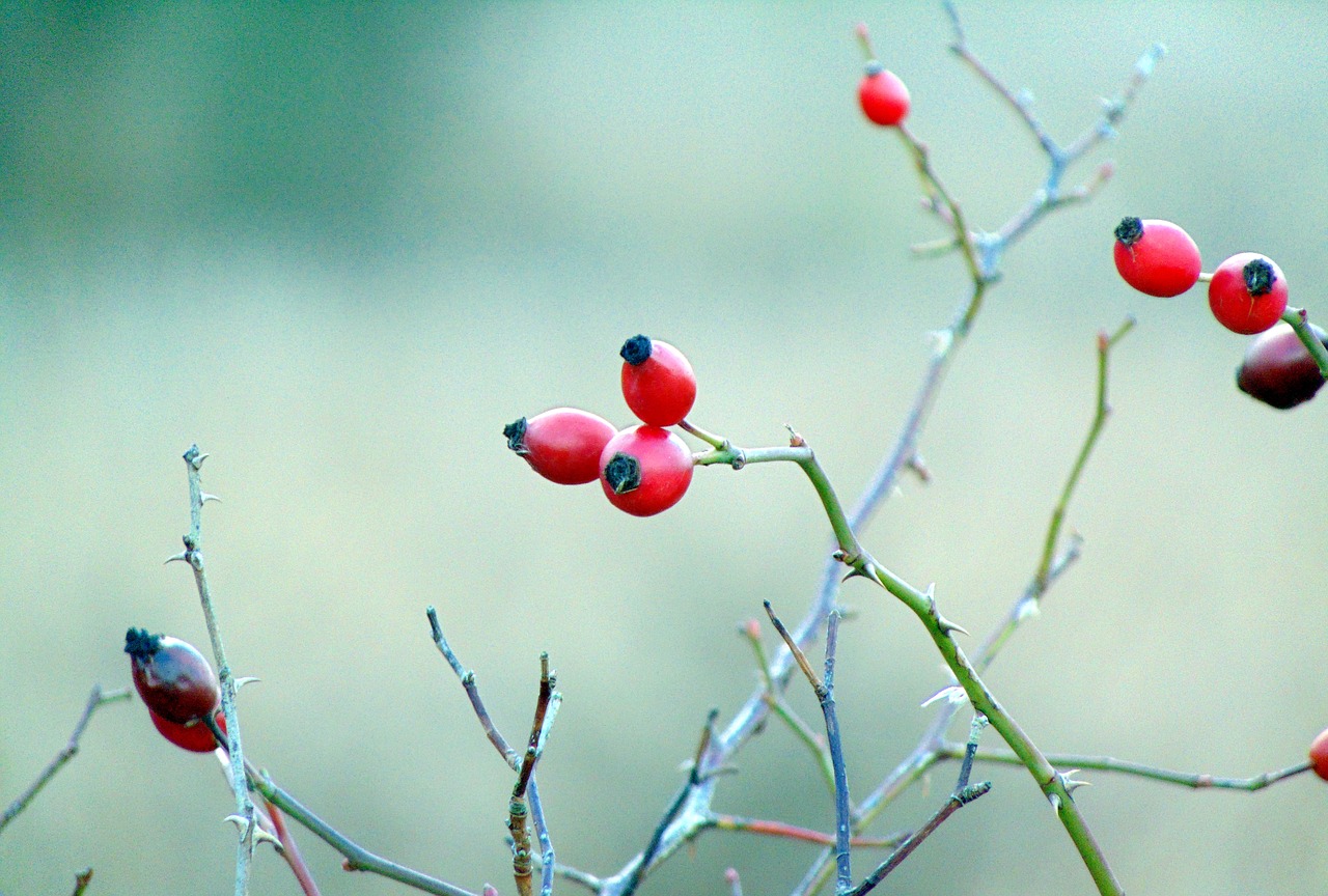 hawthorn  red berries  hedge free photo