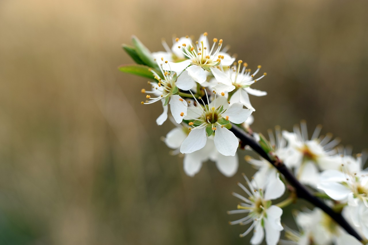 hawthorn  blossom  bloom free photo