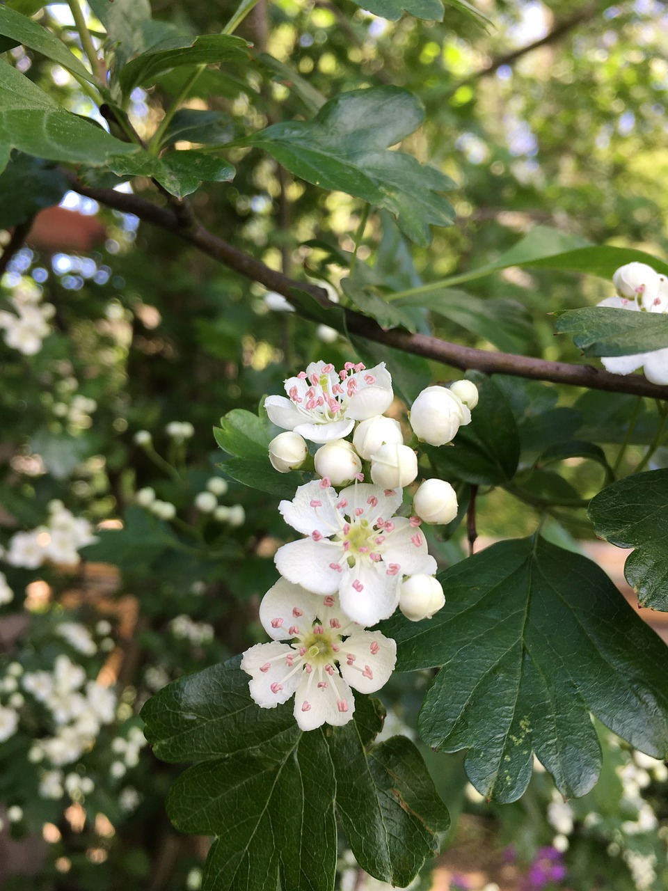 hawthorn  heart  nature free photo