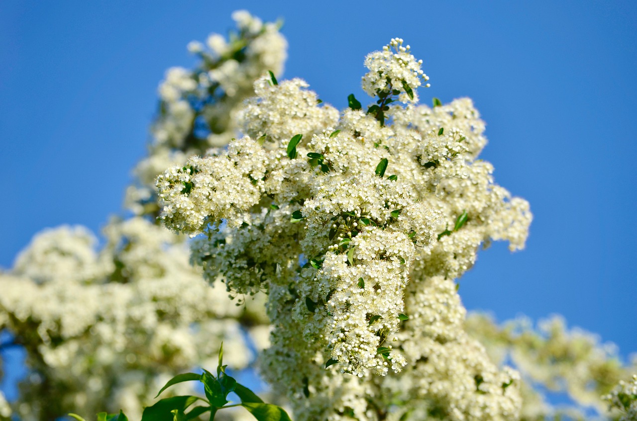 hawthorn  flowers  bush free photo