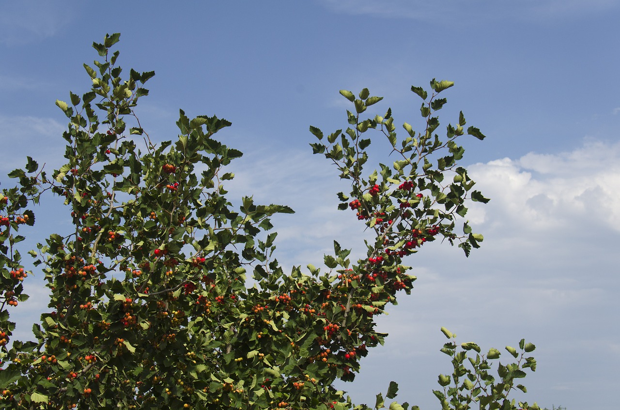 hawthorn fruit tree free photo