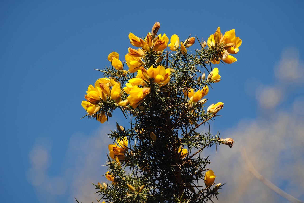 hawthorn flower yellow free photo