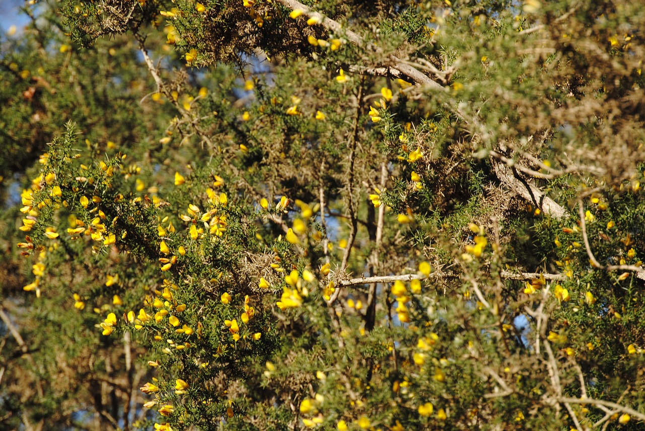 hawthorn flower yellow free photo