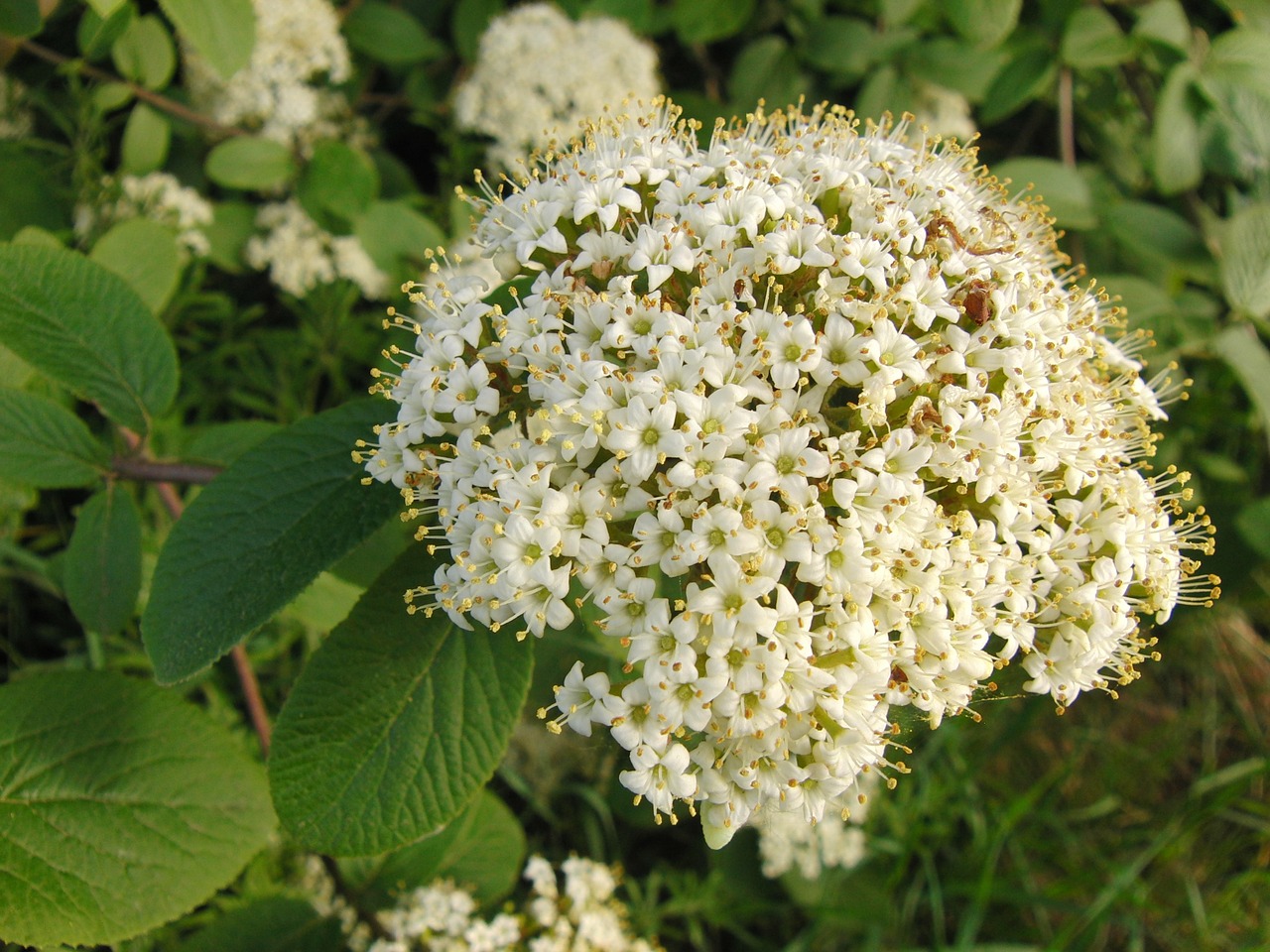 hawthorn flower flowers spring free photo