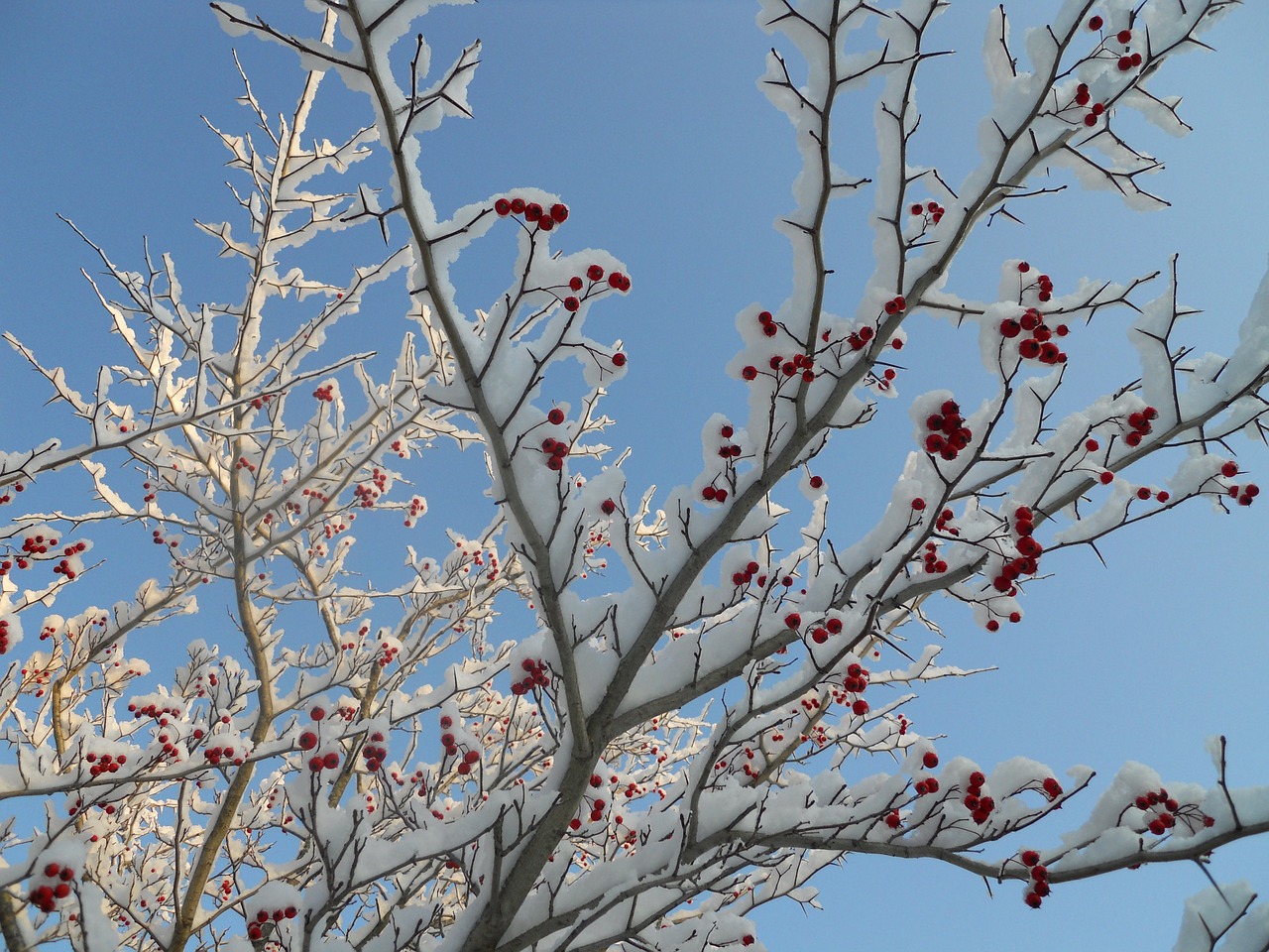 hawthorne tree red berries snow free photo