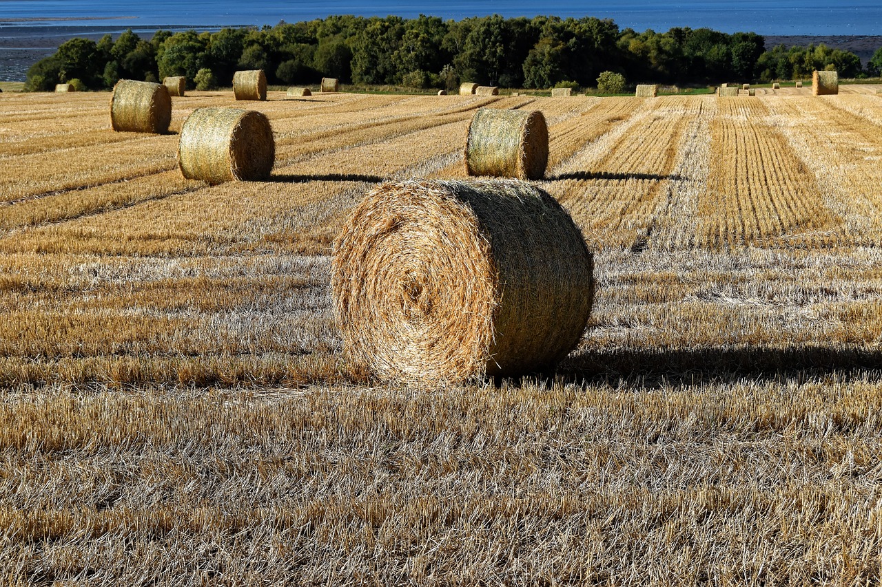 hay bales of hay hay bales free photo