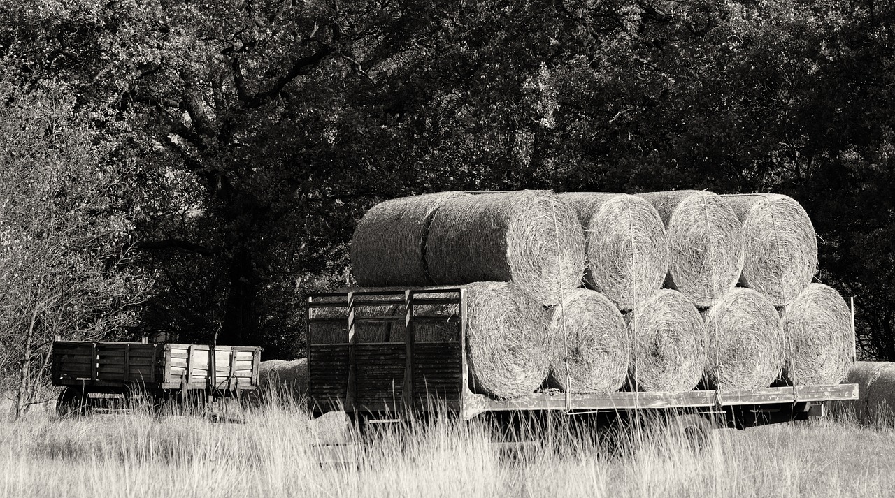 hay bales farm free photo