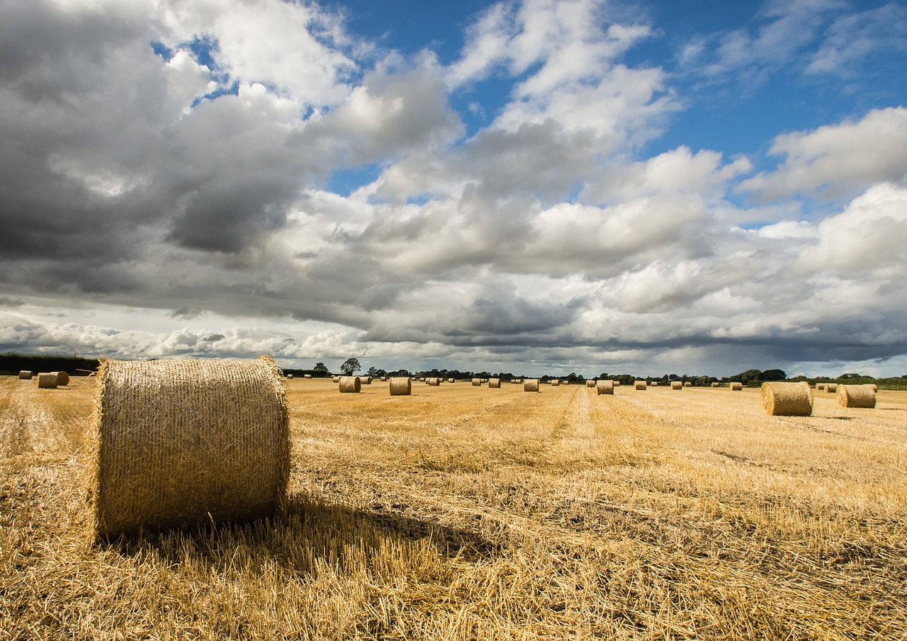 hay field autumn free photo