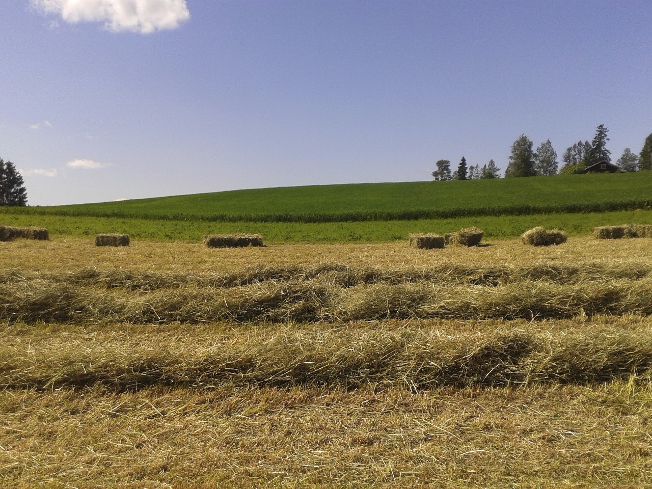 hay field landscape free photo