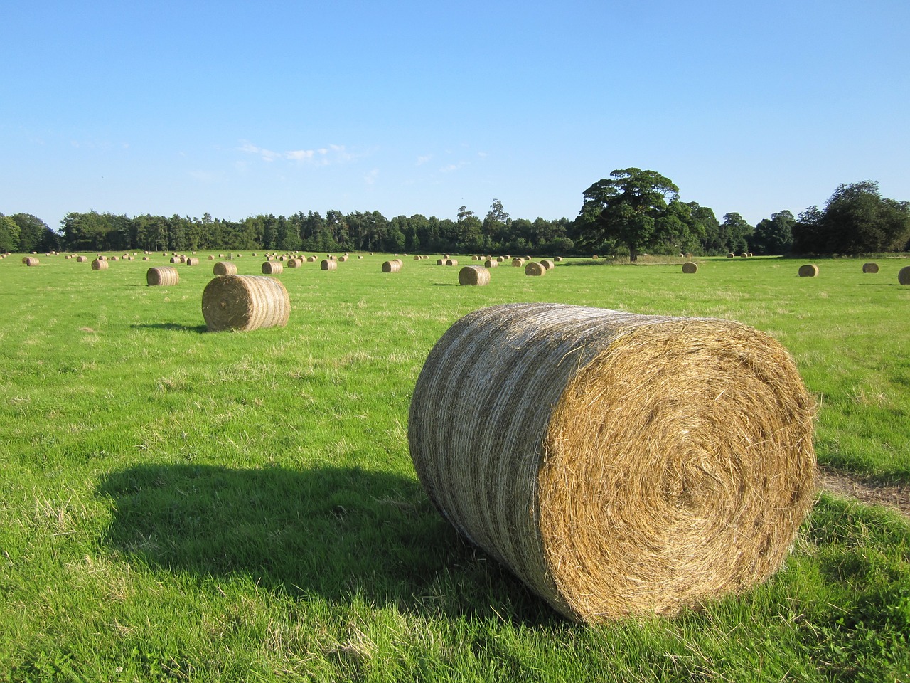 hay field farming free photo