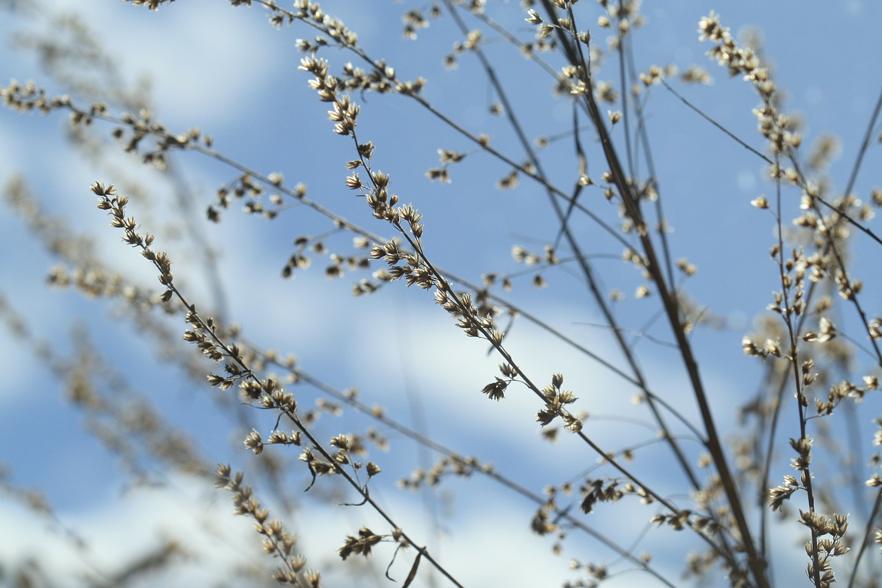 hay plant sky free photo