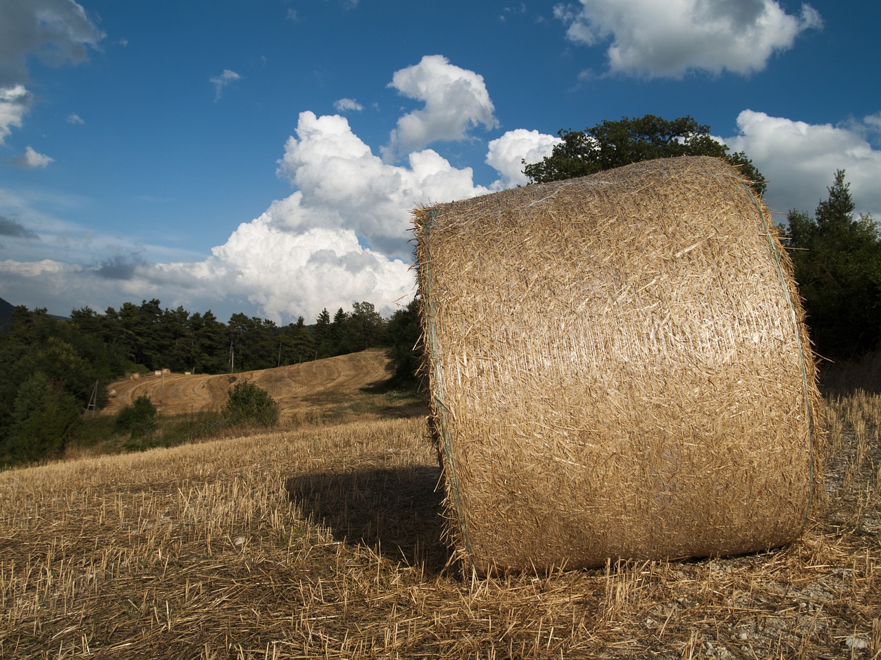 hay bale hay bales free photo