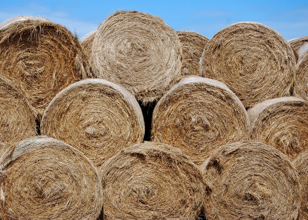 hay bales round free photo