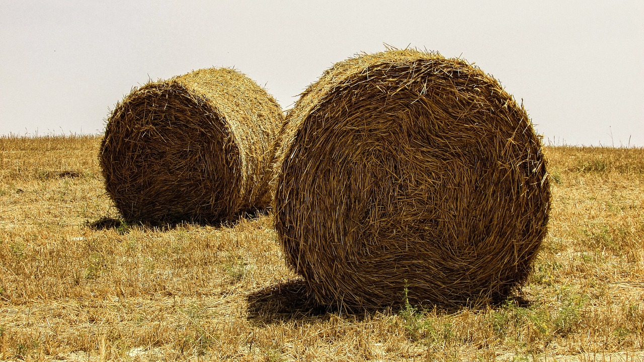 hay bales field free photo