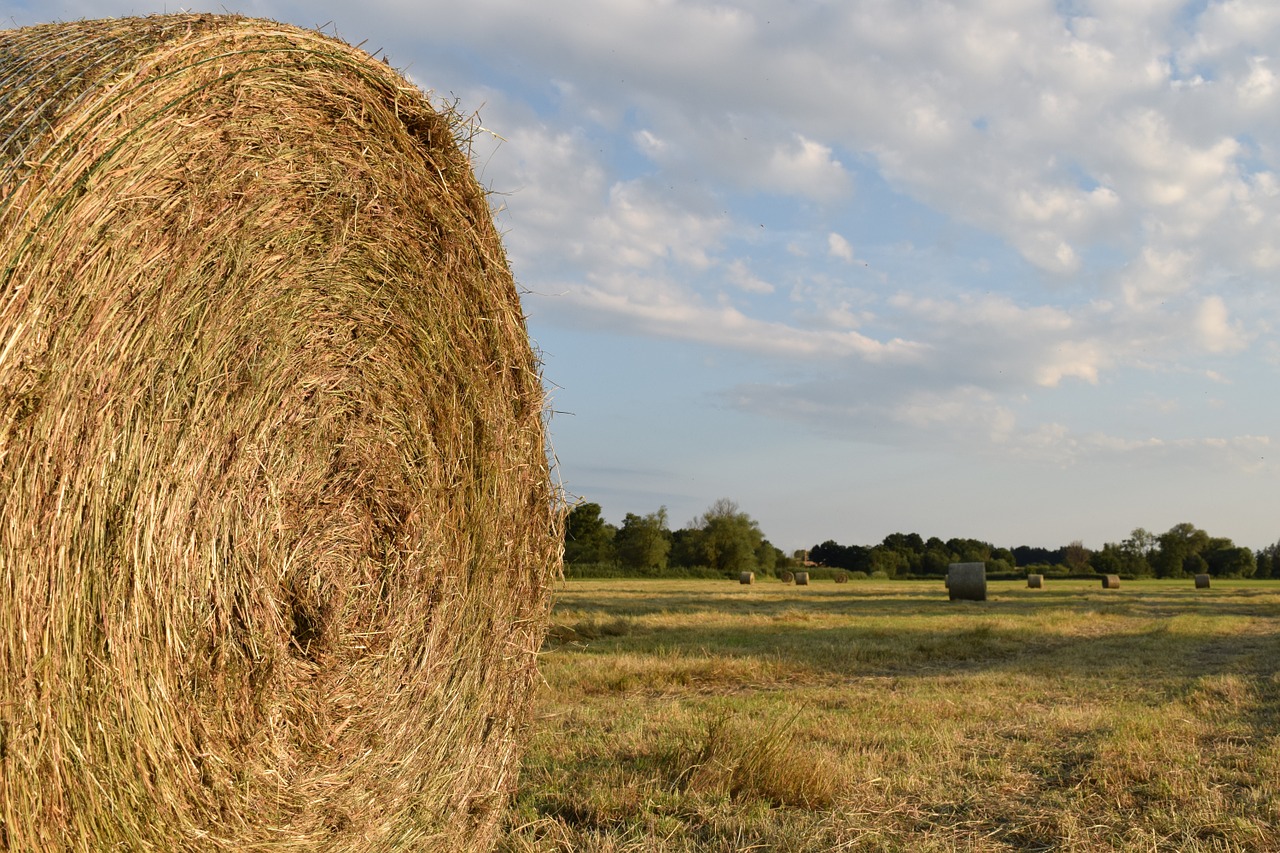 hay hay bales agriculture free photo