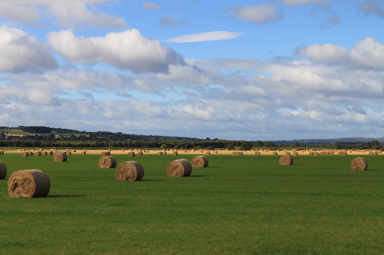 hay field agriculture free photo