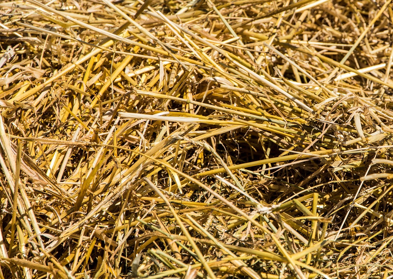 One Square Shape Yellow Straw Hay Bale Animal Feed Stock Photo - Alamy